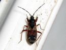 Eremocoris_abietis_kirjokunttalude_IMG_0536.JPG