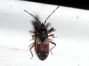 Eremocoris_abietis_kirjokunttalude_IMG_0542.JPG