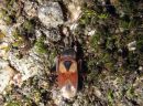 Eremocoris_abietis_kirjokunttalude_IMG_3407.JPG