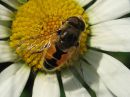 Eristalis_tenax_kuhnurikarpanen_IMG_6594.jpg