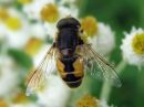 Eristalis_tenax_kuhnurikarpanen_IMG_9272.jpg