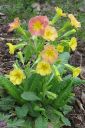 Tiedostonimi=Esikko2C_Primula_sp_IMG_1252.jpg
Tiedostokoko=66kt
Koko=400x600
Lisätty=11.03.2011 Esikko2C_Primula_sp_IMG_1252.jpg