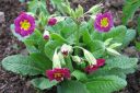 Esikko2C_Primula_sp_IMG_1260.jpg