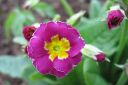 Esikko2C_Primula_sp_IMG_1261.jpg