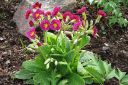 Esikko2C_Primula_sp_IMG_1658.jpg