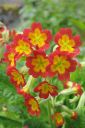 Esikko2C_Primula_sp_IMG_2217.jpg