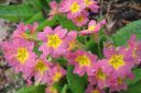 Esikko2C_Primula_sp_IMG_2278.jpg