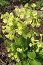 Etelankevatesikko2C_Primula_elatior_IMG_1163.jpg