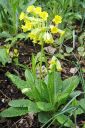 Etelankevatesikko2C_Primula_elatior_IMG_2200.jpg