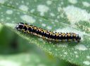 Ethmia_pusiella_larva_lehtotaplakoi_toukka_IMG_1652.JPG