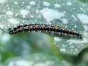 Ethmia_pusiella_larva_lehtotaplakoi_toukka_IMG_1812.JPG