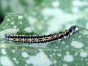 Ethmia_pusiella_larva_lehtotaplakoi_toukka_IMG_1813.JPG