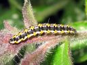 Ethmia_pusiella_larva_lehtotaplakoi_toukka_IMG_2049.JPG