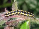 Ethmia_pusiella_larva_lehtotaplakoi_toukka_IMG_2050.JPG