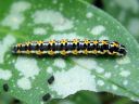 Ethmia_pusiella_larva_lehtotaplakoi_toukka_IMG_2140.JPG