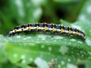 Ethmia_pusiella_larva_lehtotaplakoi_toukka_IMG_2143.JPG