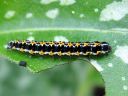 Ethmia_pusiella_larva_lehtotaplakoi_toukka_IMG_2144.JPG