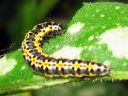 Ethmia_pusiella_larva_lehtotaplakoi_toukka_IMG_8179.JPG