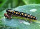 Ethmia_pusiella_larva_lehtotaplakoi_toukka_IMG_8281.JPG