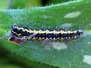 Ethmia_pusiella_larva_lehtotaplakoi_toukka_IMG_8282.JPG