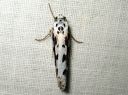 Ethmia_pusiella_lehtotaplakoi_IMG_3800.JPG