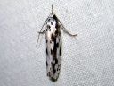 Ethmia_pusiella_lehtotaplakoi_IMG_3914.JPG