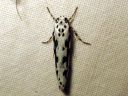 Ethmia_pusiella_lehtotaplakoi_IMG_4905.JPG