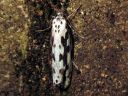 Ethmia_pusiella_lehtotaplakoi_IMG_6060.JPG