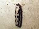 Ethmia_pusiella_lehtotaplakoi_IMG_6067.JPG