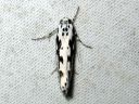 Ethmia_pusiella_lehtotaplakoi_IMG_6663.JPG