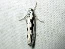 Ethmia_pusiella_lehtotaplakoi_IMG_6664.JPG