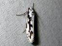 Ethmia_pusiella_lehtotaplakoi_IMG_6665.JPG