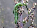 Eucarta_virgo_larva_kvartsiyokkonen_toukka_IMG_4464.JPG