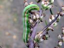 Eucarta_virgo_larva_kvartsiyokkonen_toukka_IMG_4465.JPG