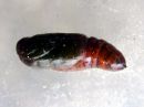 Eucarta_virgo_pupa_kvartsiyokkonen_kotelo_IMG_5537.JPG