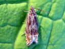 Eucosma_aspidiscana_piiskupeilikaariainen_IMG_7650.JPG