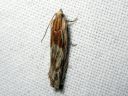 Eucosma_cana_mykeropeilikaariainen_IMG_1799.JPG