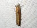 Tiedostonimi=Eucosma_cf__fulvana_ketopeilikaariainen_IMG_2817.jpg
Tiedostokoko=60kt
Koko=600x450
Lisätty=06.03.2020 Eucosma_cf__fulvana_ketopeilikaariainen_IMG_2817.jpg