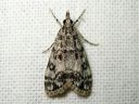 Eudonia_lacustrata_muurisammalkoisa_IMG_5191.JPG