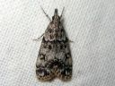 Eudonia_lacustrata_muurisammalkoisa_IMG_6029.JPG