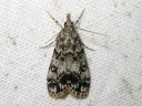 Eudonia_lacustrata_muurisammalkoisa_IMG_6181.JPG