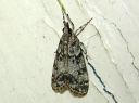 Eudonia_truncicolella_elosammalkoisa_IMG_2109.JPG