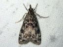 Eudonia_truncicolella_elosammalkoisa_IMG_3473.JPG