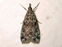 Eudonia_truncicolella_elosammalkoisa_IMG_3905.JPG