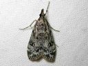 Eudonia_truncicolella_elosammalkoisa_IMG_5127.JPG