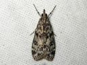 Eudonia_truncicolella_elosammalkoisa_IMG_5190.JPG