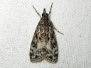 Eudonia_truncicolella_elosammalkoisa_IMG_5195.JPG