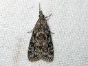 Eudonia_truncicolella_elosammalkoisa_IMG_6172.JPG