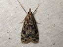 Eudonia_truncicolella_elosammalkoisa_IMG_9192.JPG