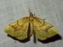 Eulithis_mellinata_viinimarjamittari_IMG_4498.jpg